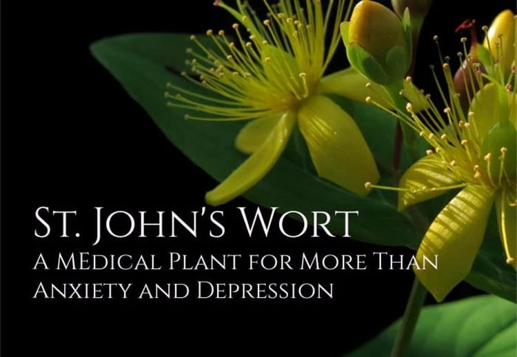 St John's Wort-Benefits St John's Wort-Benefits