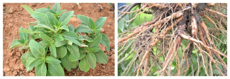 Coleus forskohlii root extract