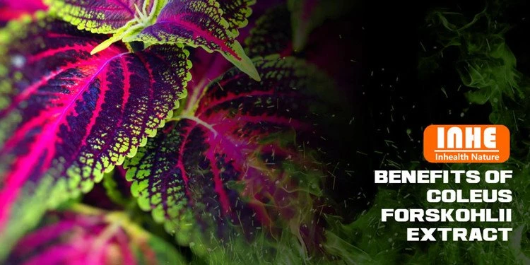 Benefits of Coleus Forskohlii Extract Powder