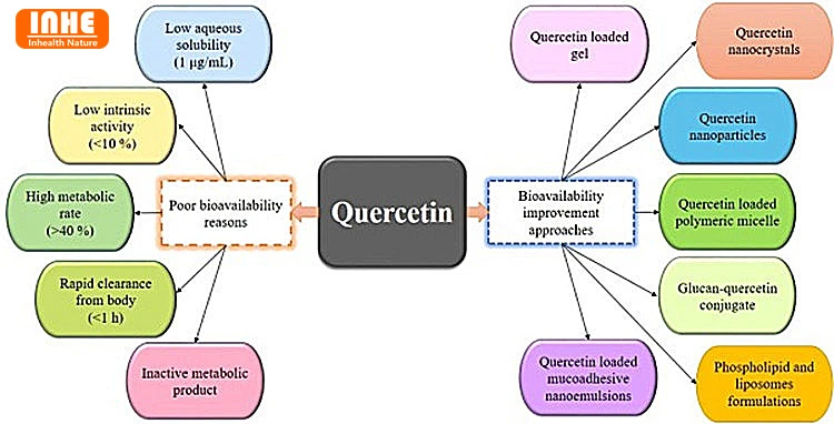 How to Improve Quercetin Bioavailability How to Improve Quercetin Bioavailability