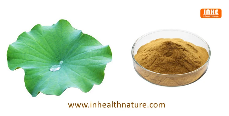 Lotus Leaf and its Extract Powder Lotus Leaf and its Extract Powder