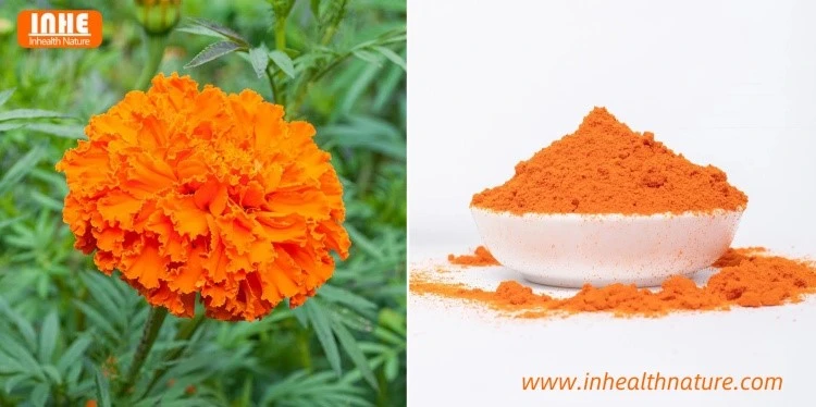 Marigold Flower and its Extract
