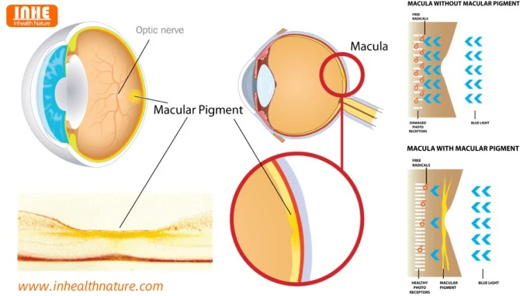 How Does Marigold Extract Improve AMD