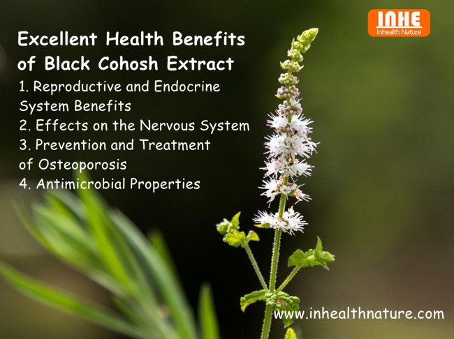 Black Cohosh Extract Benefits