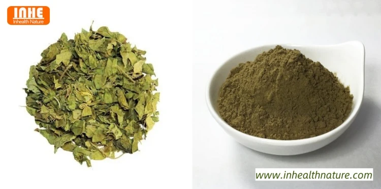Gymnema Sylvestre Retz Dried Leaves and Gymnema Extract Powder
