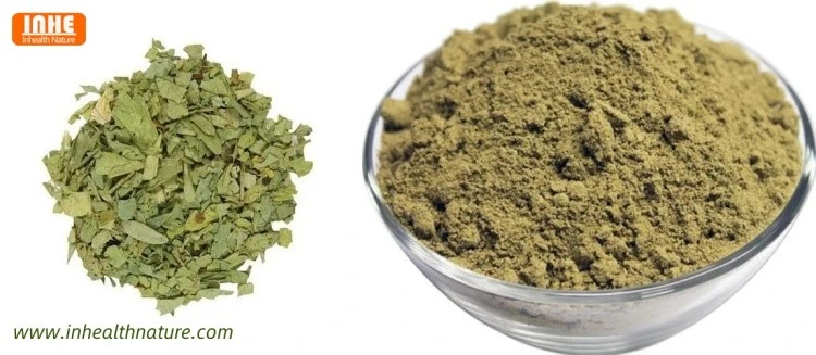 Gymnema Sylvestre Retz Leaves and Gymnema Extract