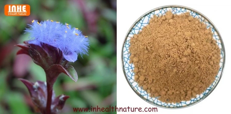 Cyanotis Arachnoidea and Cyanotis Arachnoidea Extract Powder